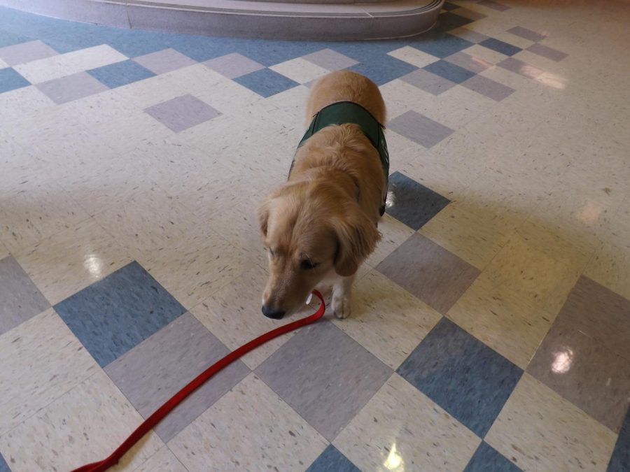 Tucker, the therapy dog, comes for a delightful visit on Oct. 3 to Rachel Carson Middle School.
