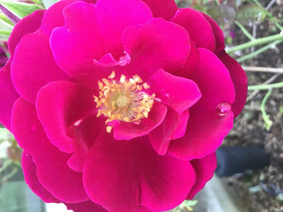 Pink rose grown in garden