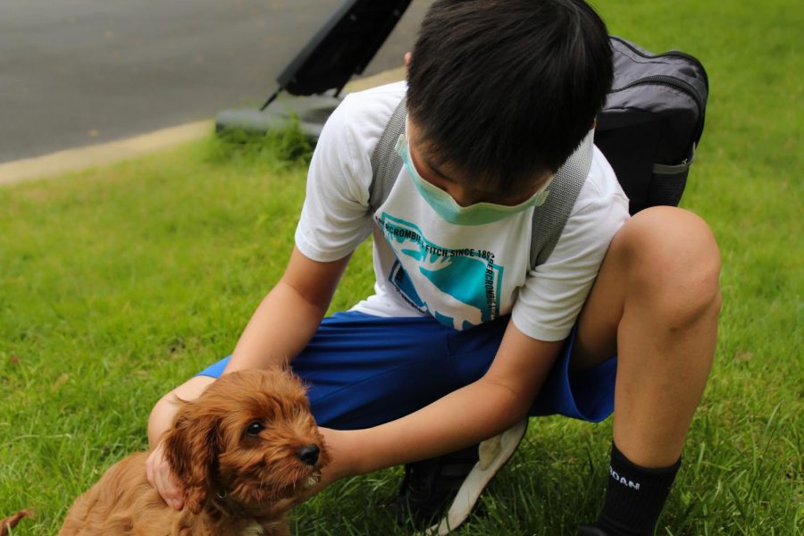 RCMS Pets During the Pandemic