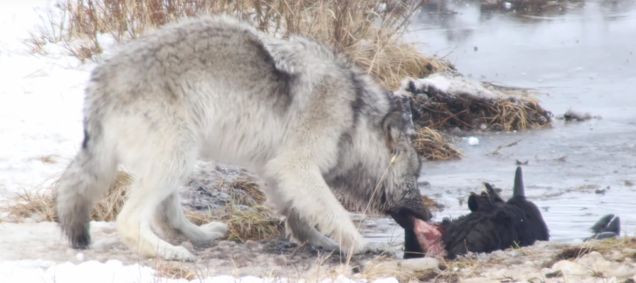 A grey wolf in Yellowstone National Park hunting and killing its prey.