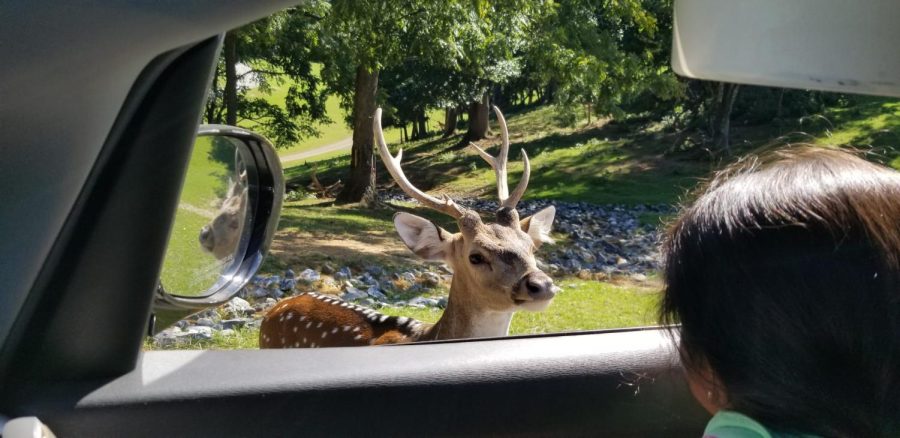  A deer walks up to the car window to greet passengers.