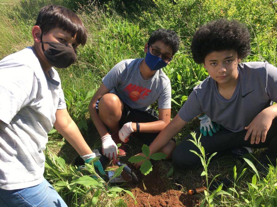 Left to right, Ishaan and Siuddu, seventh-graders, and Chase, an eighth-grader, are planting a tree.