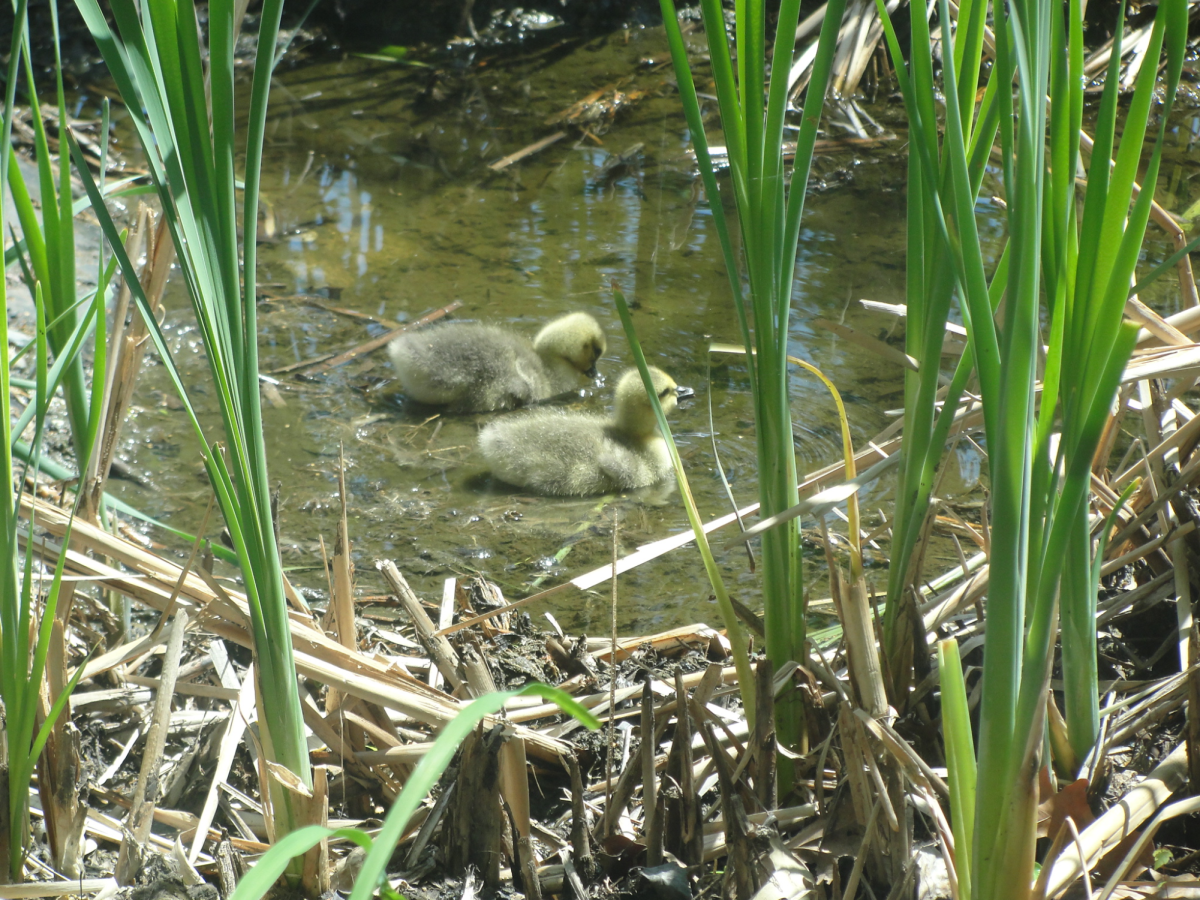 Baby geese bathe in the pond.